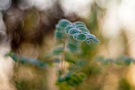 vanuit de verte by René Kempes