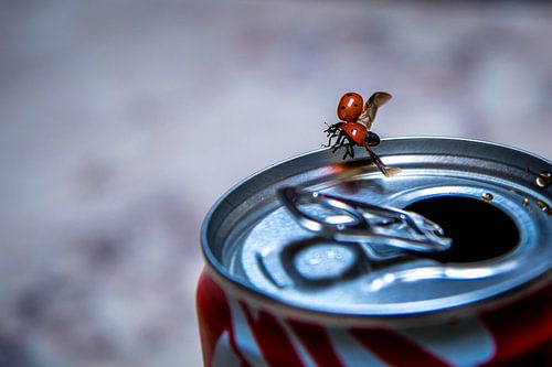 Liefheerbeestje op een blikje