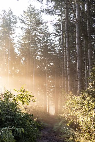 Ochtendzon in het bos