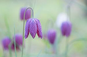 Ein violetter Traum (Feld mit fliederfarbenen und weißen Kiebitzblüten)