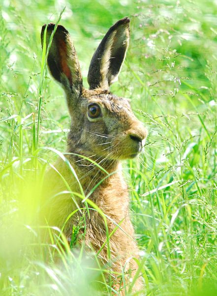 haas van Marten Wieringa