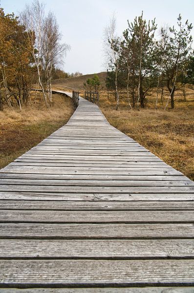 Holzweg durch die Dünen an der Ostsee von Martin Köbsch