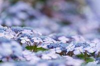 Hortensia zee