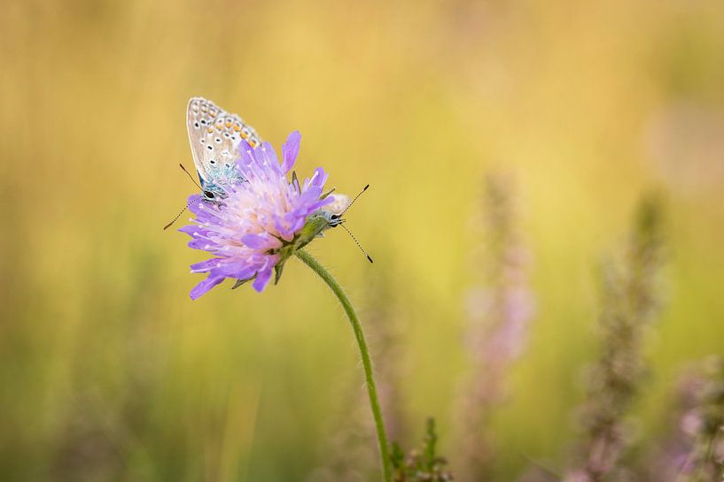 Icarusblauwtjes van Gonnie van de Schans