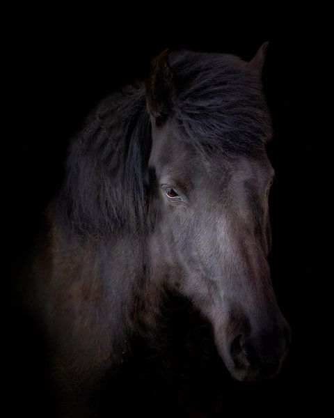 Icelander (Horse) by Edwin Kooren