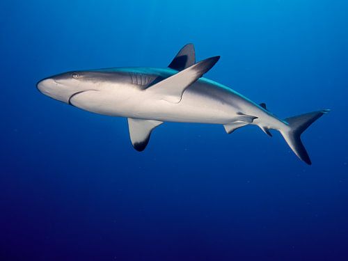 Grey Reef Shark (Carcharhinus amblyrhynchos)