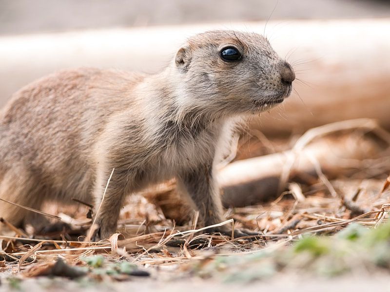 Prairiehonden : Diergaarde Blijdorp van Loek Lobel