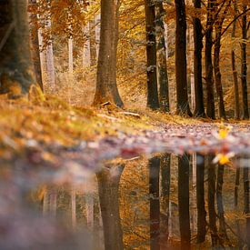 Reflectie in het bos van Cor de Hamer