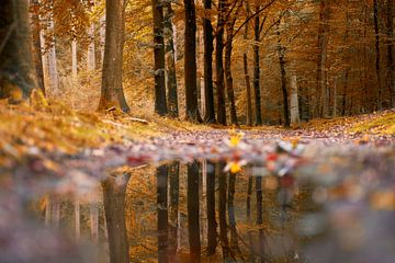 Reflection in the forest by Cor de Hamer