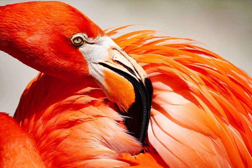 Flamingo by rik janse