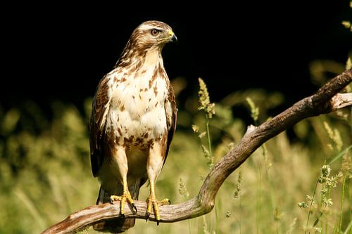 Buzzard on branch.