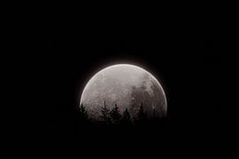 Les silhouettes des cimes des arbres se découpent sur la lune brillante