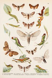 Assiette ancienne avec papillons en hermine
