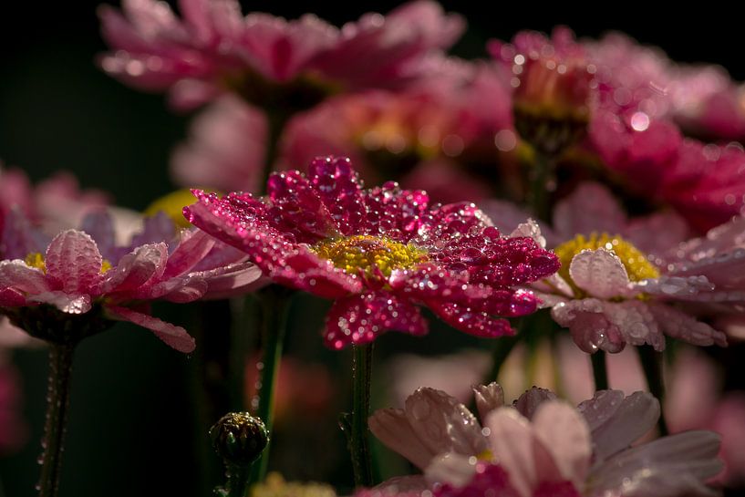 Sommerliche Blumen von Carla van Zomeren