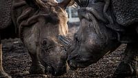 Indian rhinoceros by Irma Heisterkamp thumbnail