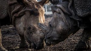 rhinocéros indien