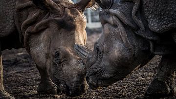 rhinocéros indien sur Irma Heisterkamp