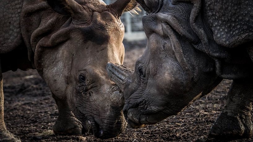 Indian rhinoceros by Irma Heisterkamp
