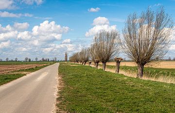 Niederländische Polderlandschaft mit einer Landstraße und Pollerweiden
