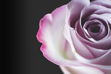 Close up van een roze roos van Nicole