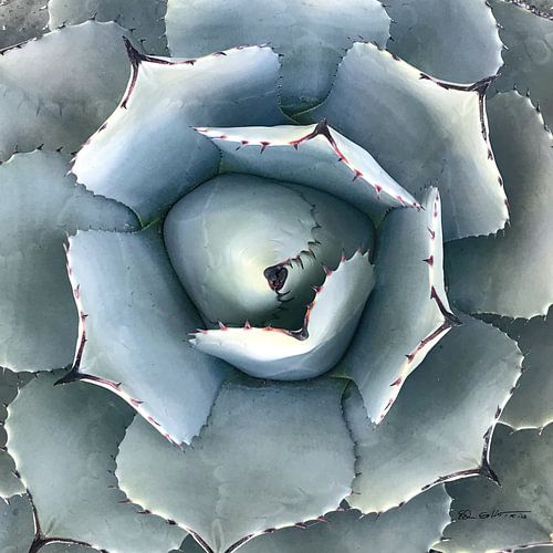 Cactus Verde II, Ed Goldstein