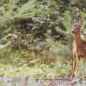 Young roebuck in full sun by Yuri Verweij