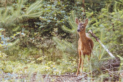 Junger Rehbock in der prallen Sonne