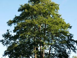 Crown of an alder, lit by the sun.
