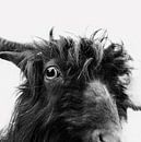 Charly the goat von Dorit Fuhg Miniaturansicht