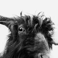 Charly the goat