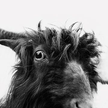 Charly the goat van Dorit Fuhg