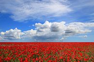 Poppy by Ostsee Bilder thumbnail