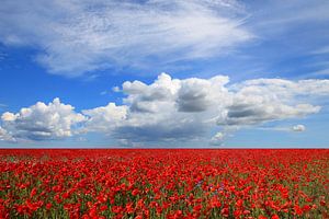 Champ de coquelicots dans le vent