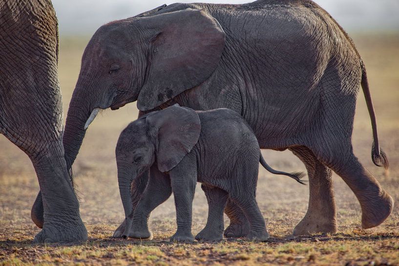 Elephantchilds by Peter Michel