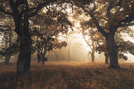 Clairière dans la forêt de pâturage brumeuse de Dönche