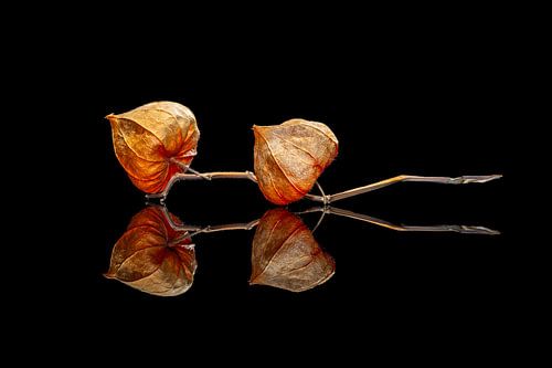 Vurige bloemen in de duisternis