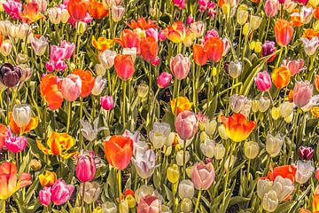 Kleurrijke tulpen