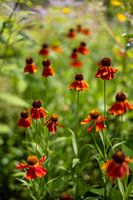 Sommerblumen | Niederlande | August | Foto der Natur