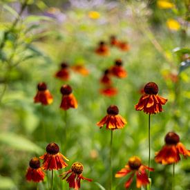 Summer flowers | Netherlands | August | photo of nature by Rebecca van der Schaft