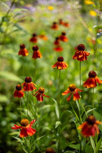 Zomerbloemen | Nederland | augustus | foto van de natuur