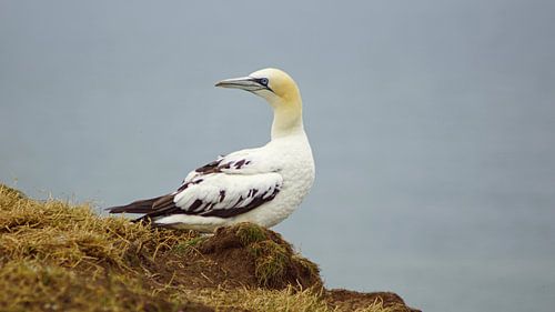 Jan-van-genten bij Bempton Cliffs