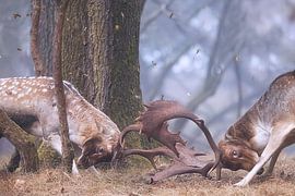 Stronger through struggle by Monique van Genderen (in2pictures.nl fotografie)
