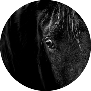 Paard Ogen van de Ziel Paardenportret in Low-Key