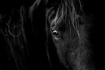 Les yeux de l'âme - Portrait de cheval dans Low-Key sur Femke Ketelaar