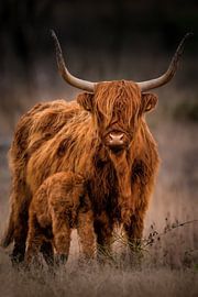 Scottish Highlander with drinking calf