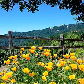 Beautiful California poppies by Frank's Awesome Travels