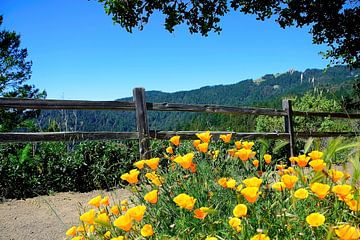 Schöne kalifornische Mohnblumen