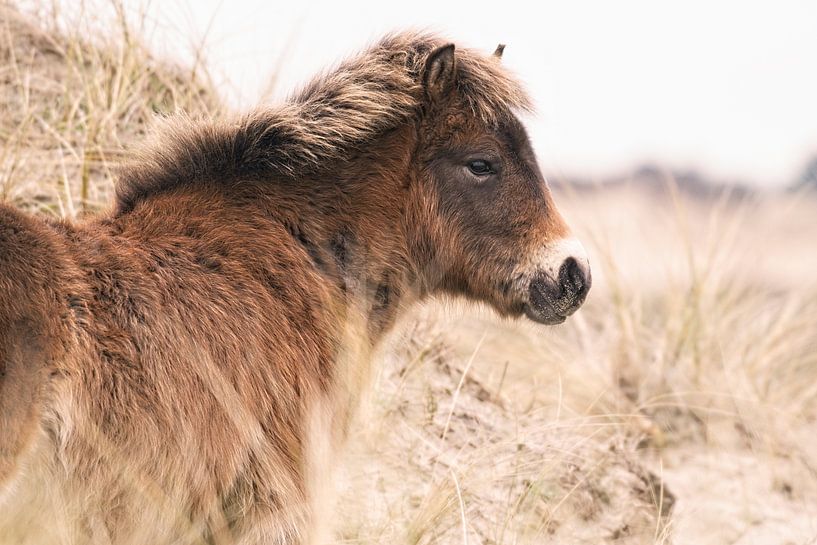 Exmoor Pony in dune landscape by Dirk-Jan Steehouwer