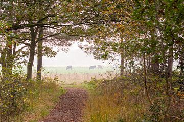 Doorkijkje vanuit de bosrand naar het weiland. Bijvoorbeeld als behang of art-frame. van Josine Claasen