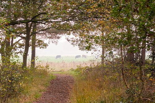 Durchsichtiger Blick vom Waldrand auf die Wiese. Zum Beispiel als Tapete oder Kunst-Rahmen.